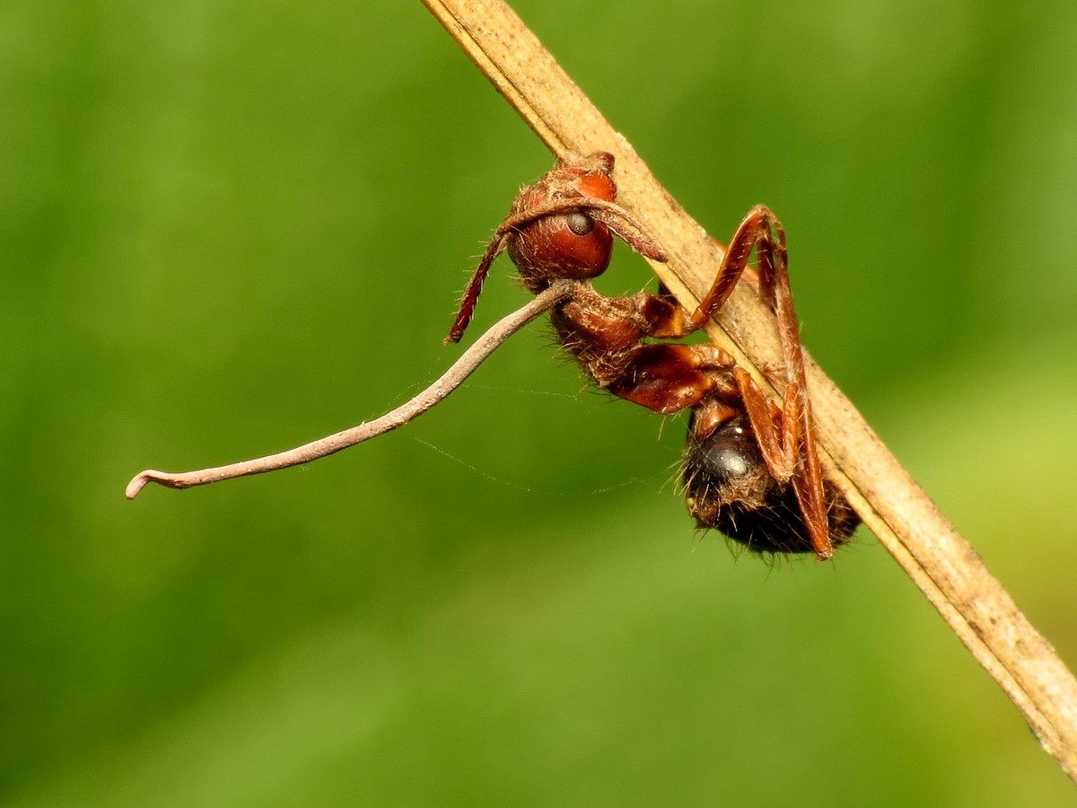 The Zombie Fungus Takes Over Ants' Bodies to Control Their Minds - The  Atlantic