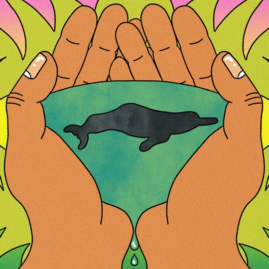 Brazil S Pink Dolphins No Longer Have A Myth To Save Them The Atlantic Brazil S Pink Dolphins No Longer Have A Myth To Save Them The Atlantic