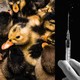 a triptych showing ducks, a vaccine syringe, and pigs