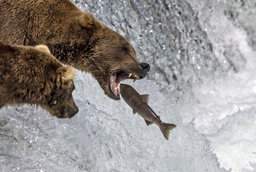Two bears stand atop a small waterfall; one has its mouth open to catch a salmon that appears to be jumping straight into its jaws.