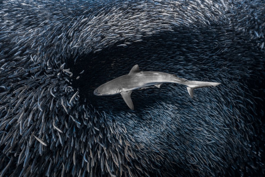 A shark swims through a tight ball of fish, and they part, forming a hole around the shark.