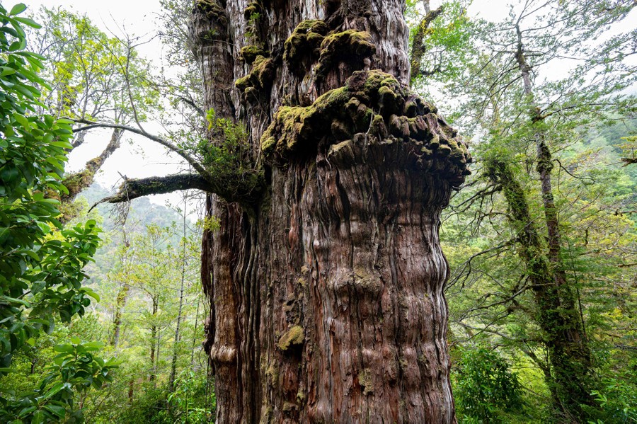 A close view of the thick trunk of a very old tree