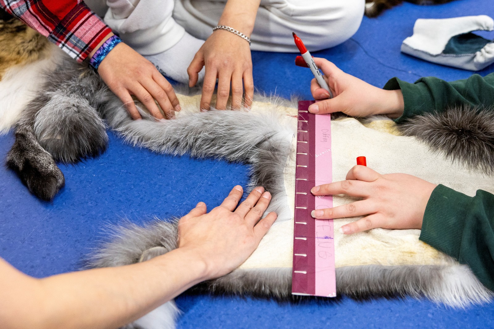 People hold down and measure fox fur, while making mittens.