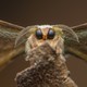 A close view of the face of a perched moth