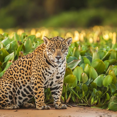 How Many Jaguars Are Left In The World