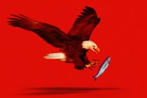 An eagle with talons outstretched to catch a leaping fish against red background