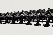 Black-and-white photo of a dinosaur bone