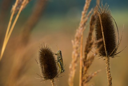 Zoomed-in photograph of a grasshopper in a garden