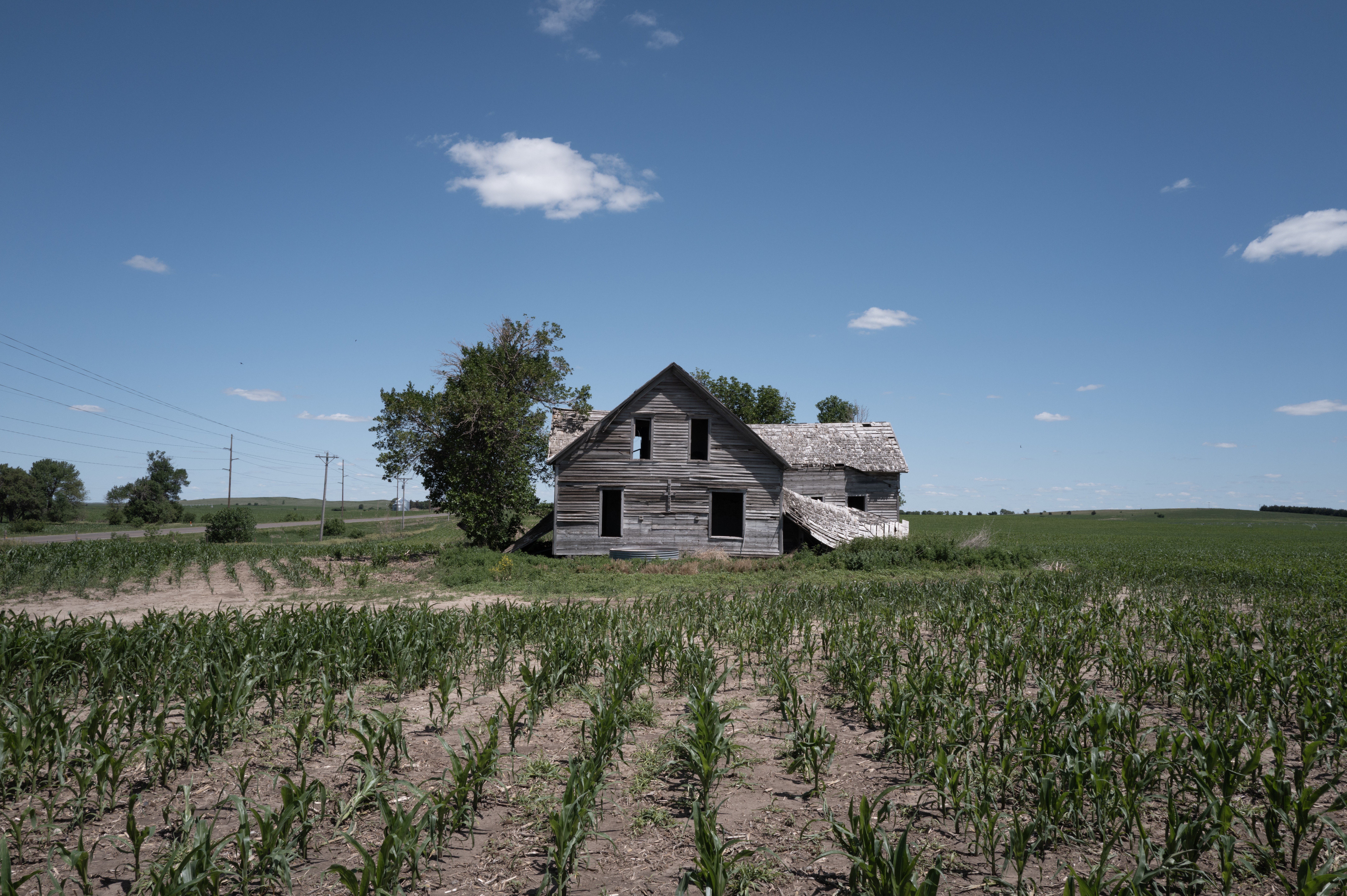 Corn grows in a dry field near a dilapidated house.