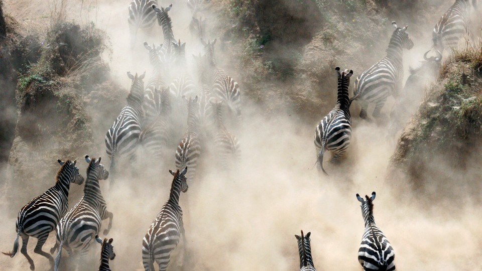 A herd of zebras run, kicking up dust