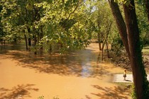 photo of a small girl standing on a path at the edge of a sunny forest flooded with brown water