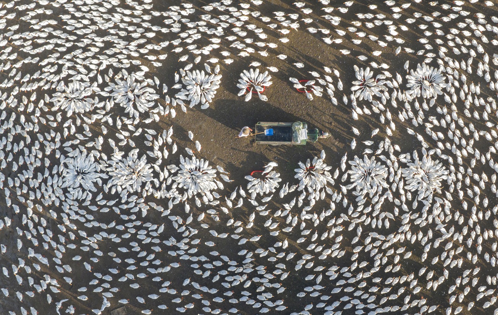 An aerial view of hundreds of geese gathering around about 14 feeding stations.