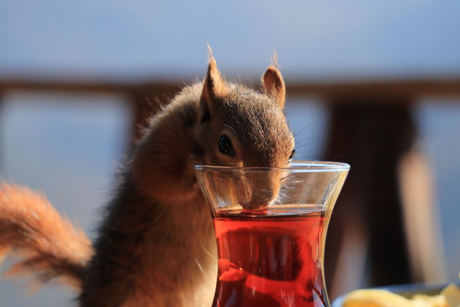 A squirrel stands on a table, dipping its muzzle into a tea cup and drinking.