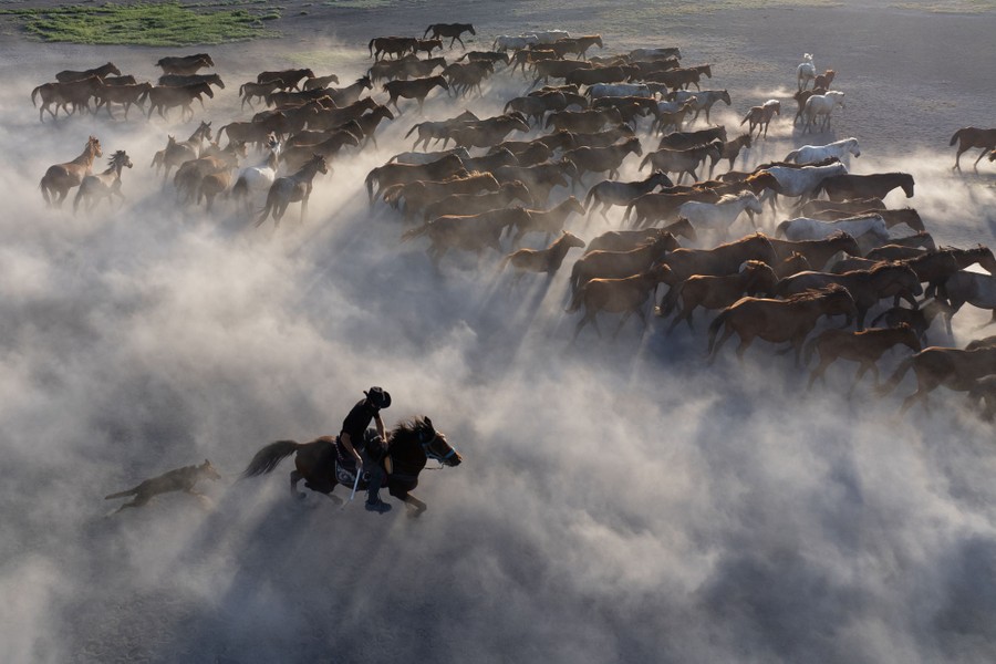 A person rides a horse through dust behind a large herd of wild horses.