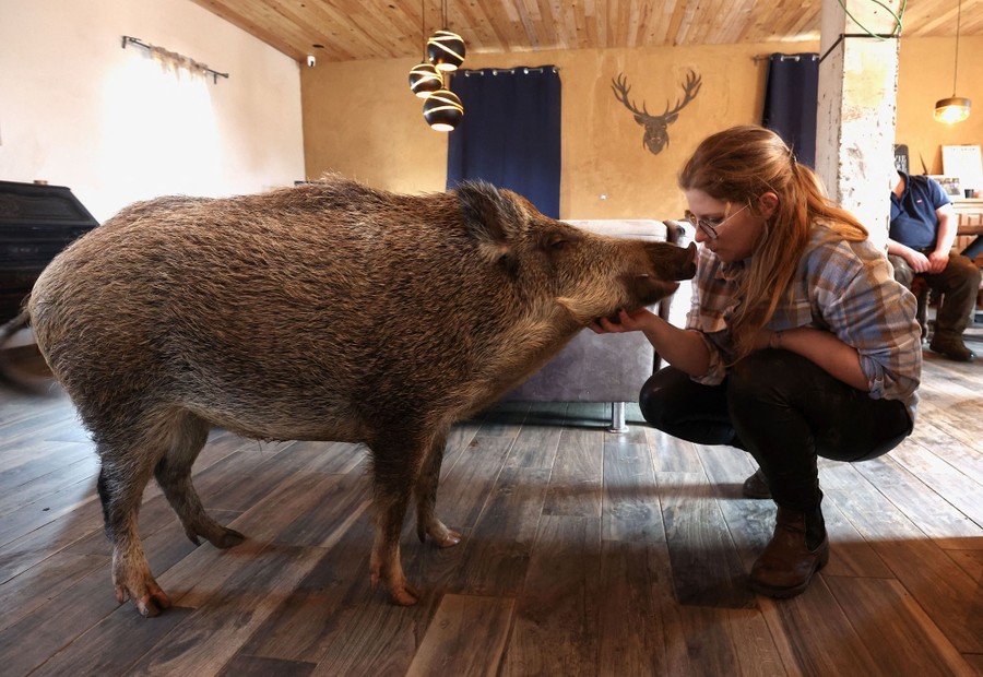 A person kneels down to stroke the chin of a large pet boar.