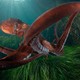 A close view of an octopus underwater, with its arms outstretched