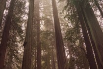 Redwoods