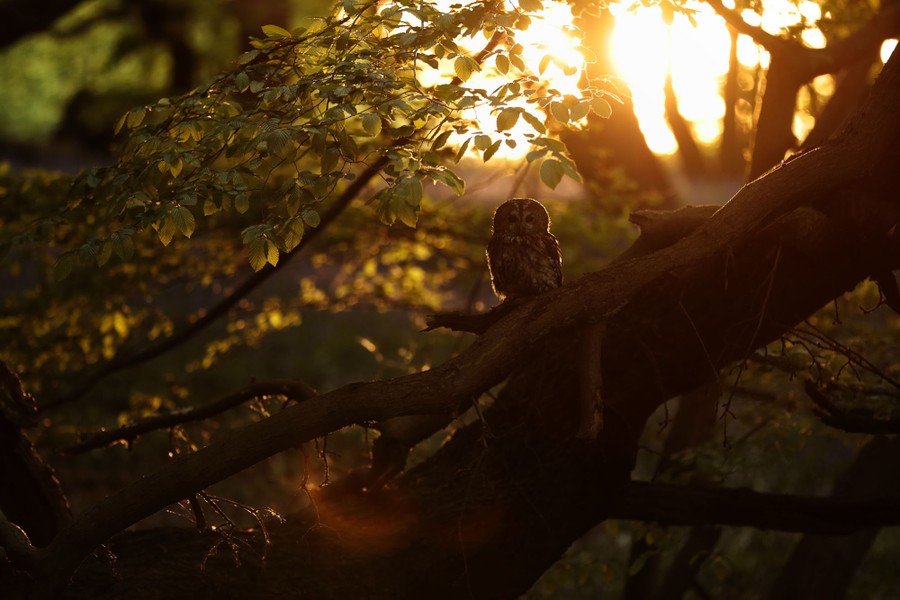 An owl perches on a branch at sunrise.