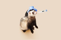 A ferret with a thermometer in its mouth