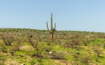 A cactus among shrubs