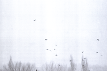 blurry black-and-white image of tops of trees with flock of black birds against white sky