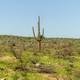 A cactus among shrubs