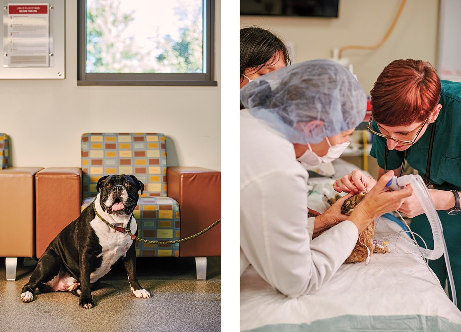 2 photos: dog on leash sitting on floor next to chair in waiting room; 3 people in exam room holding animal on table, one with large tube