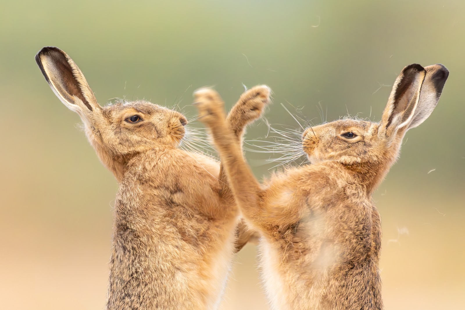 Two hares, standing on their hind legs, bat at each other's heads with their forelegs.