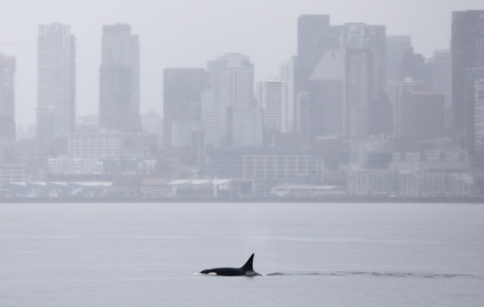 An orca swims past the Seattle skyline.