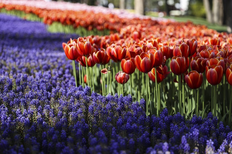 Tall red tulips and short dark-purple flowers in a park