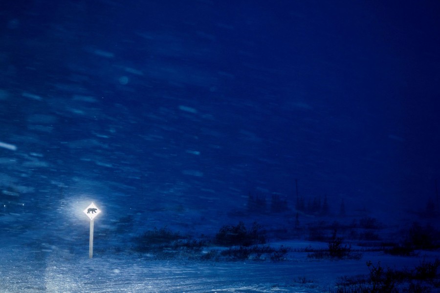 A polar-bear-crossing sign reflects light in a snowstorm at night.