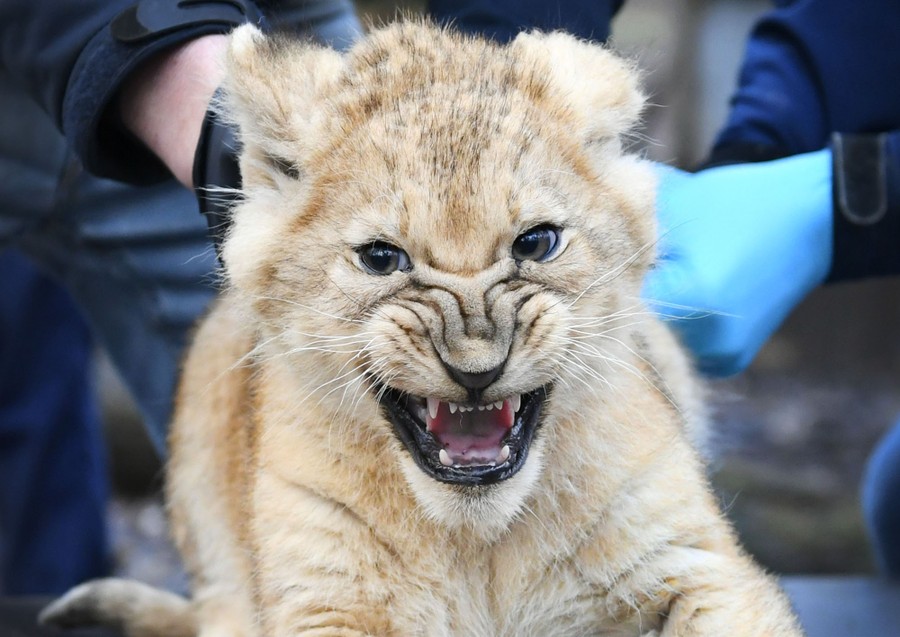 A lion cub snarls as it is held by zookeepers.