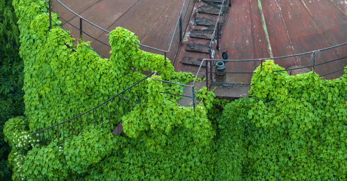 Pictures: Reclaimed by Nature