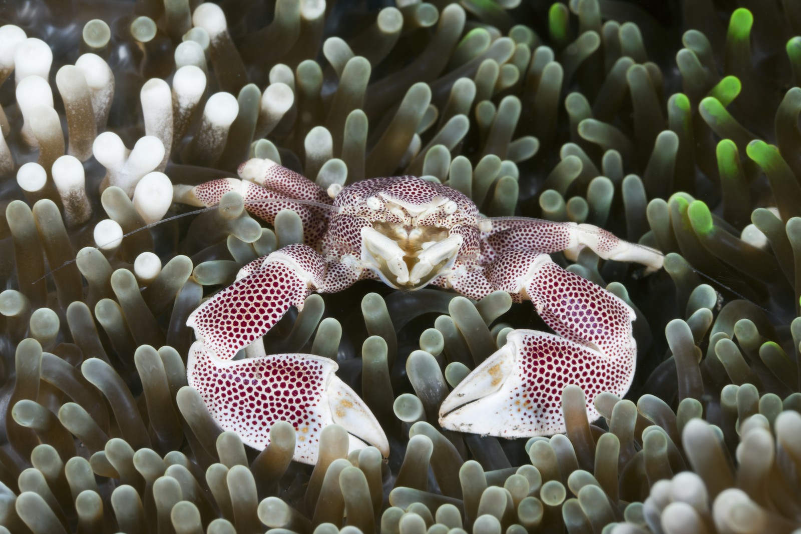 A crab rests in an anemone.