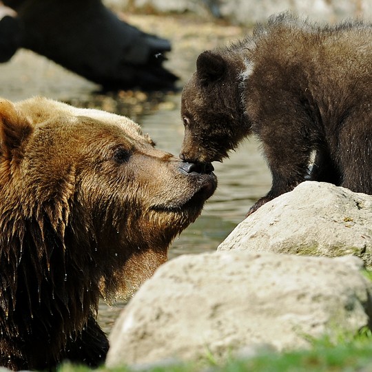 baby bear with their mothers