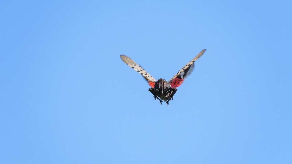 a spotted lanternfly wings through the blue sky