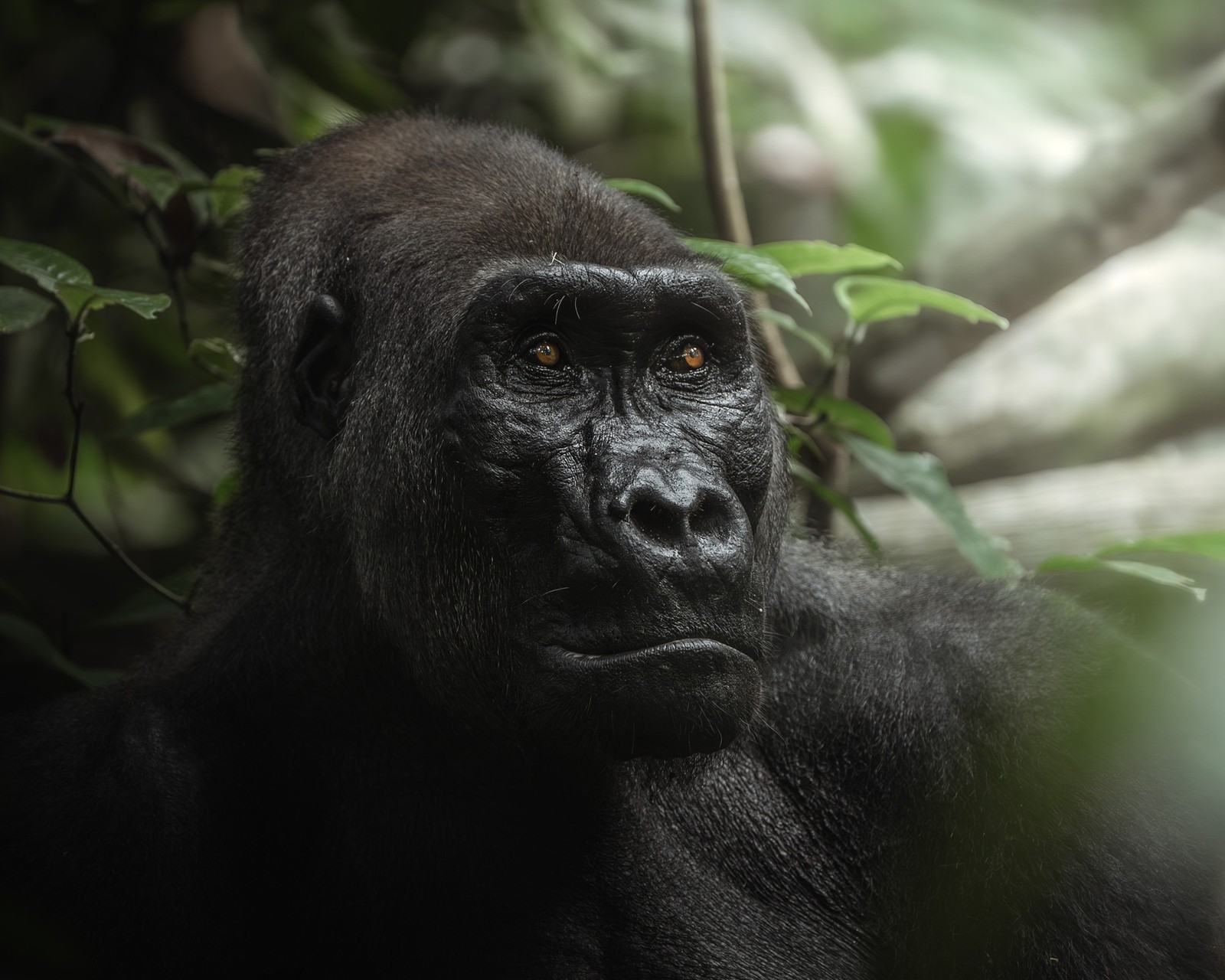 The face of a gorilla, sitting in a forest, staring into the distance.