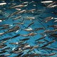 Anchovies swimming in the sea