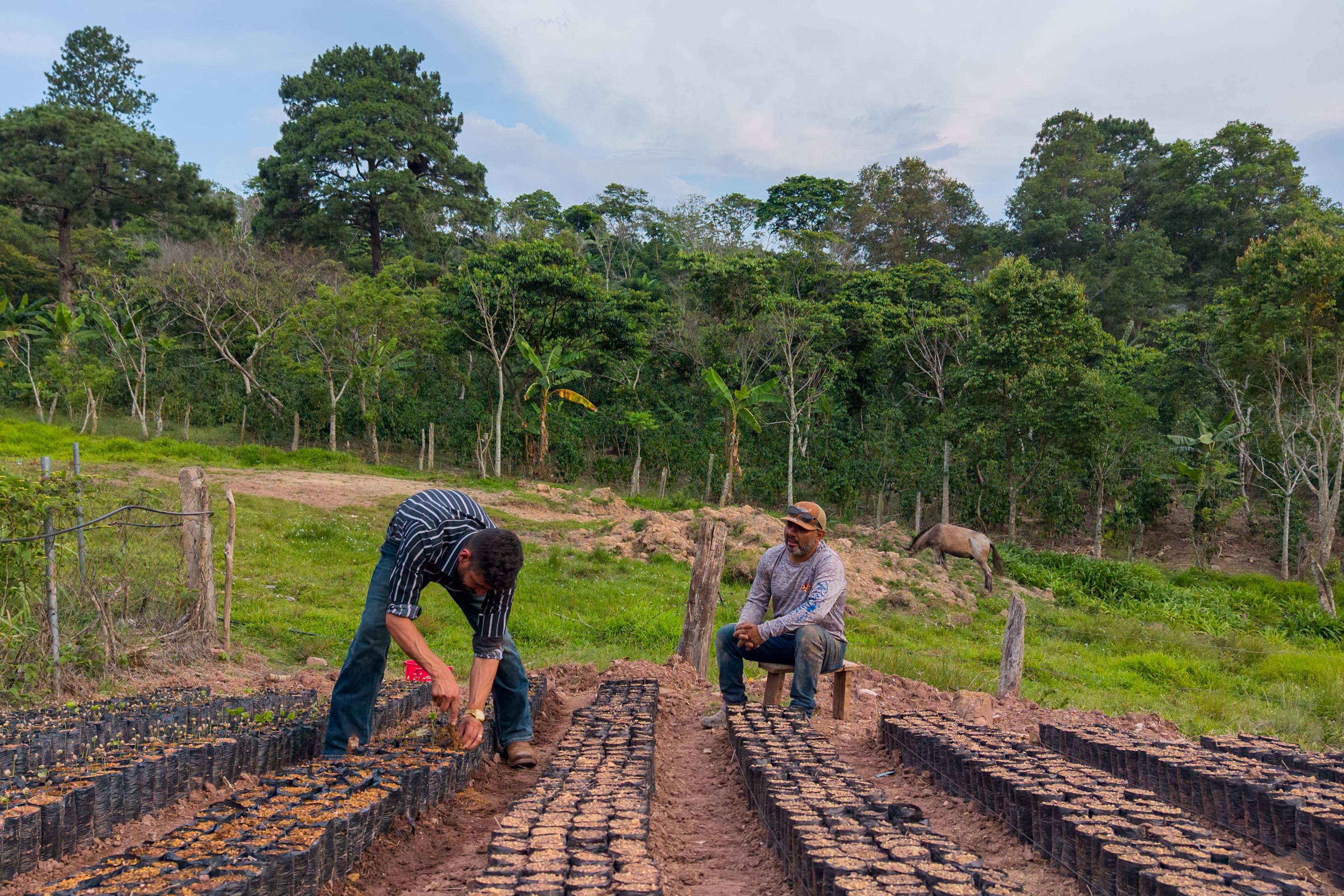 A man leans over to plant seedlings in a field as another man sits nearby.