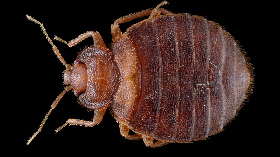 Bed-Bug Madness: The Psychological Toll of the Blood Suckers - The