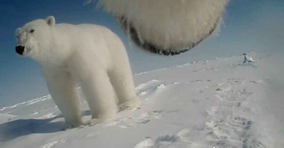 scientists-strapped-a-camera-to-a-polar-bear-here-s-what-they-learned