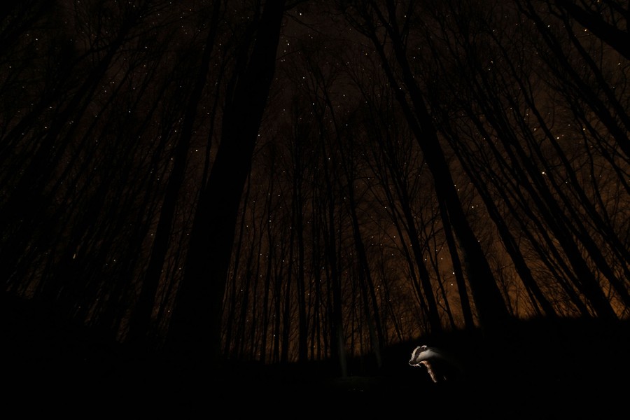 A badger in a forest at night.