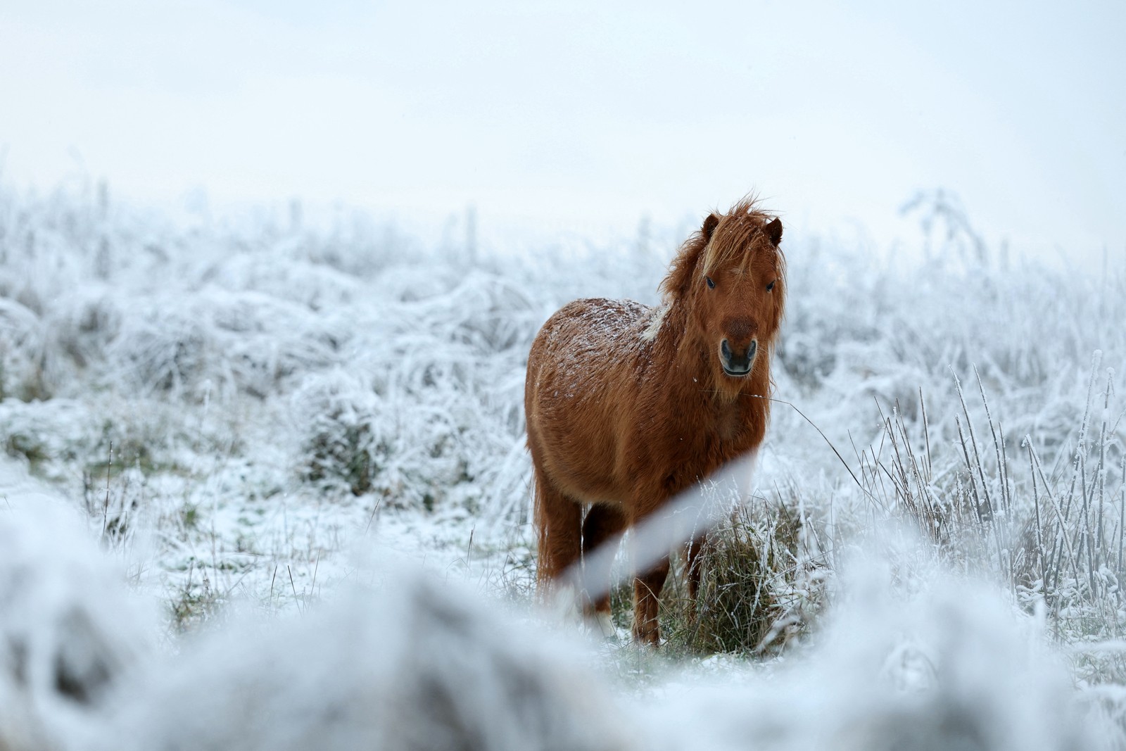 A pony stands in a field, surrounded by snow-covered shrubs and grasses.
