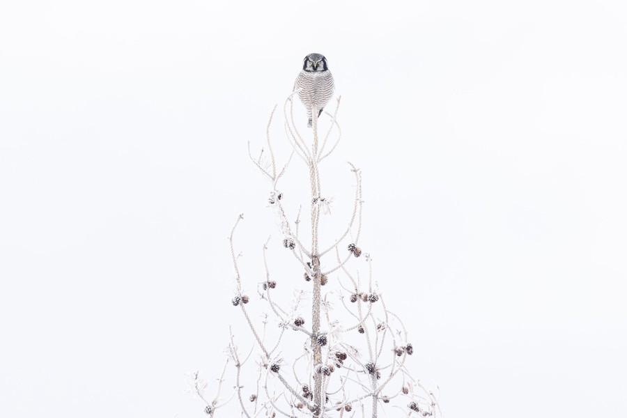 An owl perches on top of a leafless tree in winter, against a completely white background.