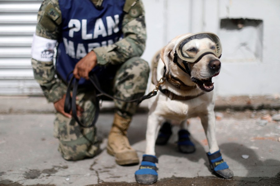 A member of the Mexican Navy kneels beside a rescue dog that wears booties and goggles.