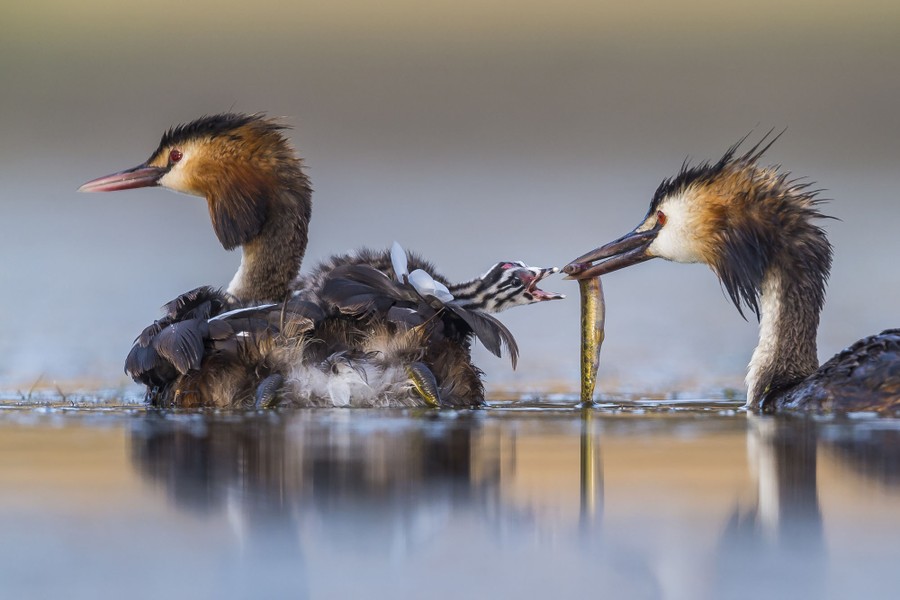 Winners of Wildlife Photographer of the Year 2020 The Atlantic