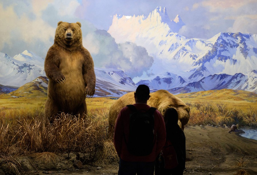 Visitors look at an exhibit with a pair of stuffed bears.