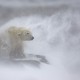 A polar bear stands in a snowy landscape, battered by strong winds that blow the snow it has just shaken off.