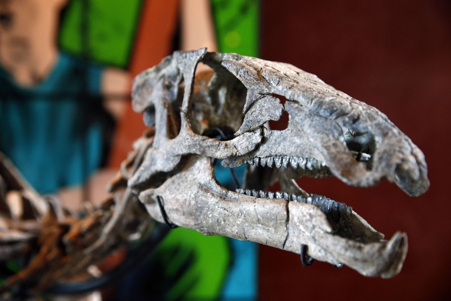 A close view of a fossilized dinosaur skull.