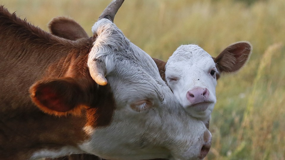 baby beef cows